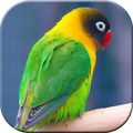 Pancingan Suara Burung Lovebird