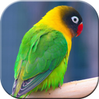 Pancingan Suara Burung Lovebird 아이콘