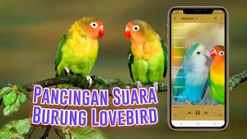 Pancingan Suara Burung Lovebird 스크린샷 1