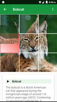 Cats Puzzle screenshot 1