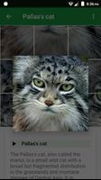 برنامه‌نما Cats Puzzle عکس از صفحه