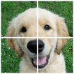 Dogs Puzzle 圖標