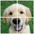 Dogs Puzzle APK