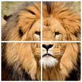Wild Animals Puzzle ikon