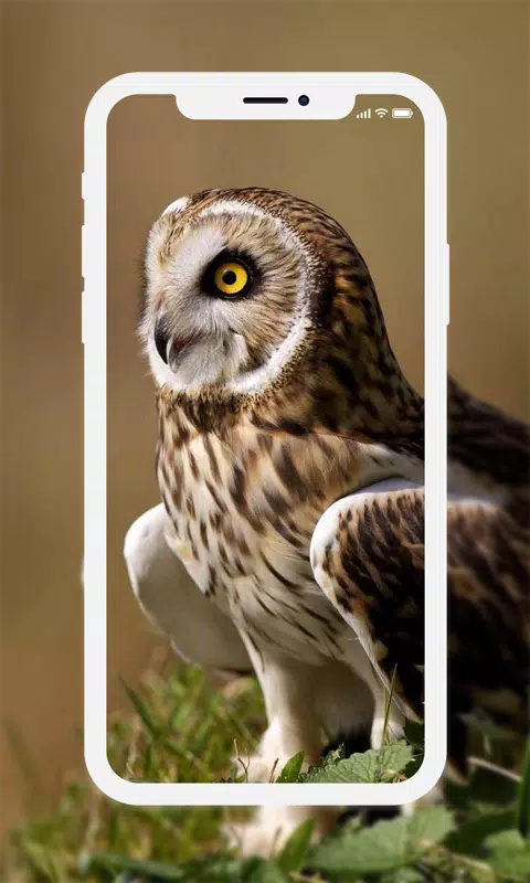 Owl Wallpapers - 4K Ultra HD Wallpapers APK for Android Download Owl Wallpapers - 4K Ultra HD Wallpapers APK for Android Download