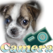 Camera Dog