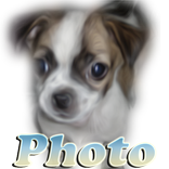 Photo Dog