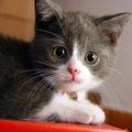 Cute Cat Wallpapers