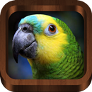 Bird Calls - Songs & Sounds APK