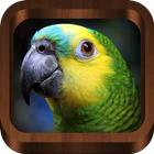 Bird Calls 图标