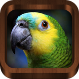 Bird Calls أيقونة