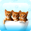 Kitty Cool: HD Cats Wallpapers