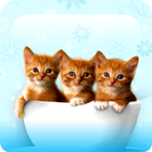 Kucing Comel: Wallpaper HD ikon