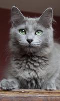 Kucing Comel: Wallpaper HD syot layar 3