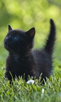 Kucing Comel: Wallpaper HD syot layar 2