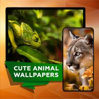 Niedliche Tierbilder Wallpaper Plakat