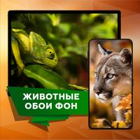 Красивые животных обои фон постер
