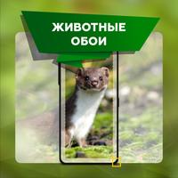 Красивые животных обои фон скриншот 2