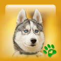 Fondos de pantalla de cachorro