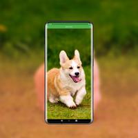 خلفيات كلاب جميلة تصوير الشاشة 3