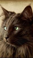 Puzzles chatons et chats Affiche