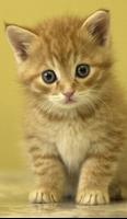 Puzzles chatons et chats capture d'écran 1