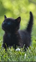 Puzzles chatons et chats capture d'écran 2