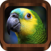 Bird Sounds, Calls, Songs & Ringtones