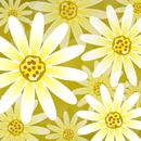 Daisy Flower Live Wallpaper APK