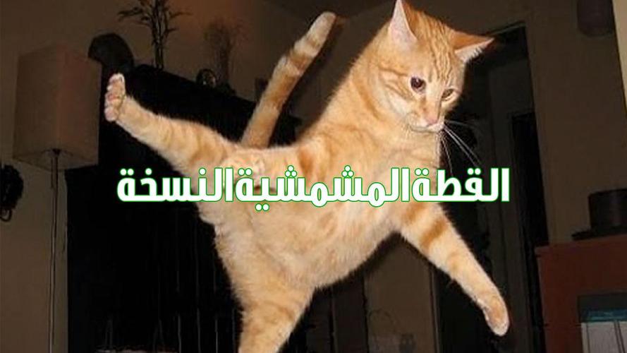 اغنية القطة المشمشية النسخة الجديدة بدون نت For Android Apk Download