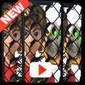 Zak Show Storm New Videos