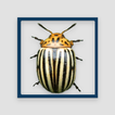Crash of Beetle
