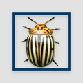 Crash of Beetle