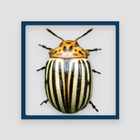 Crash of Beetle icon