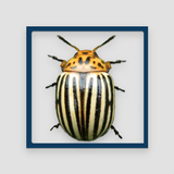 Crash of Beetle icon