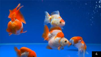 Aquarium Online capture d'écran 2