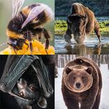 Animal quiz for beginners