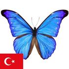 Learn Turkish Nouns icône