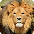 Lion wallpaper 2020