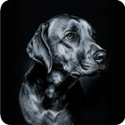 Black wallpapers and backgrounds icon