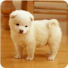 Cute backgrounds for your phone icon