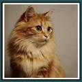 Cat Wallpapers