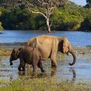 APK Wildlife Sri Lanka - Yala