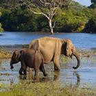 Wildlife Sri Lanka - Yala icône