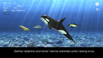 Orca  and marine mammals poster