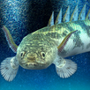 APK My ancient fish Aquarium