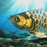 آیکون‌ Arowana raising from fry