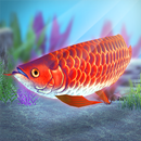 My Asian arowana Aquarium APK