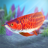 My Asian arowana Aquarium APK