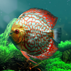 Discus museum APK